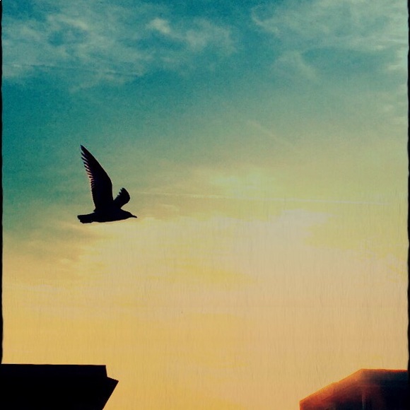 Meet your Posher, Dreamsofthefox - Picture 3 of 4